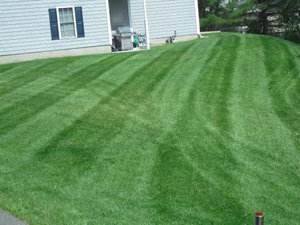 weekly condominium lawn maintenance services